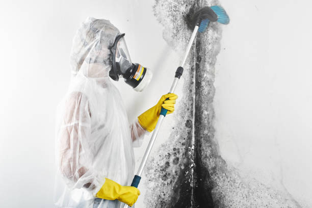 Best Mold Odor Removal Services  in Orange, OH