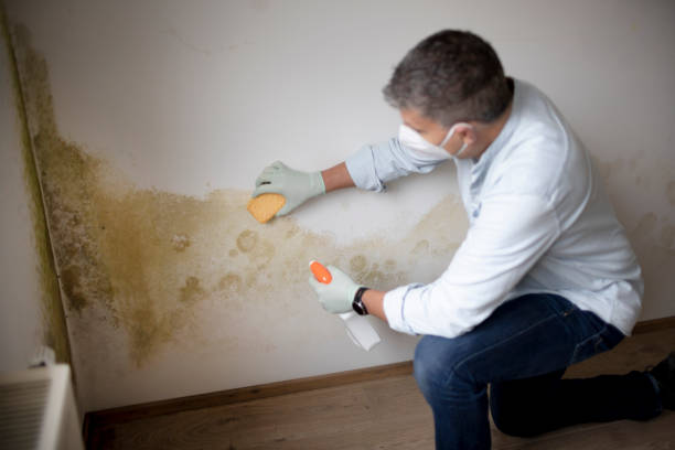 Best Basement Mold Removal  in Orange, OH